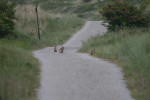 Het is druk op het fietspad